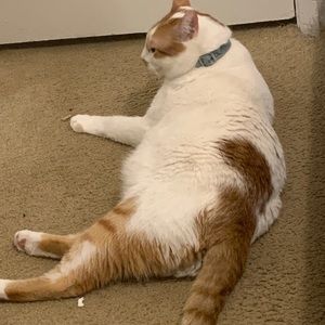 Meet your Posher, Lily